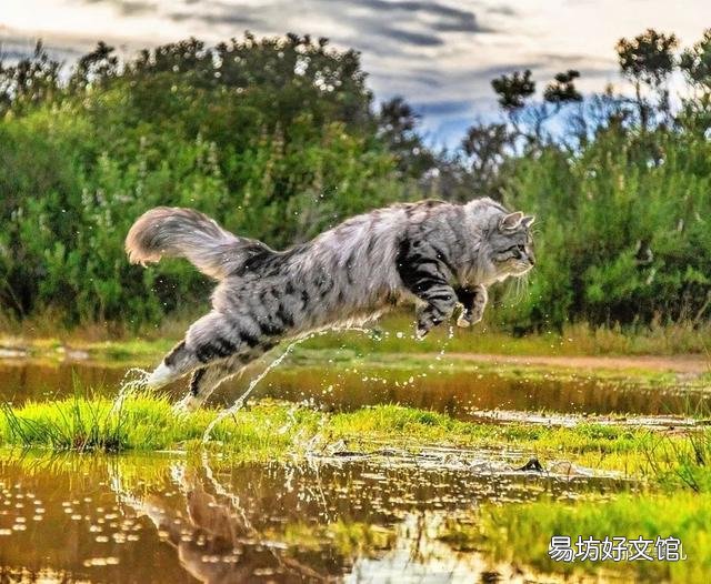 大尾巴猫是什么品种(大尾巴猫是啥品种)