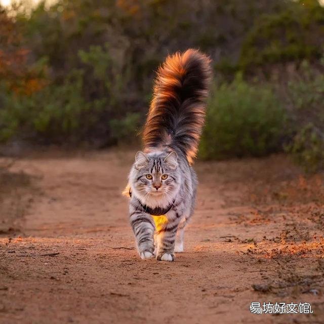 大尾巴猫是什么品种(大尾巴猫是啥品种)