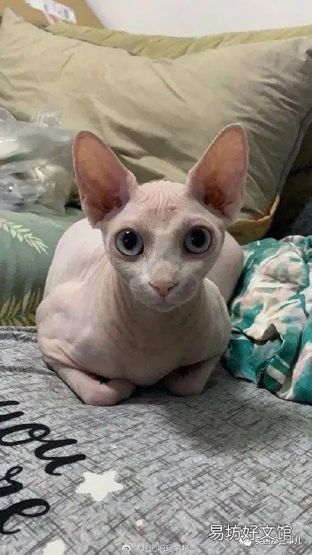 大尾巴猫是什么品种(大尾巴猫是啥品种)