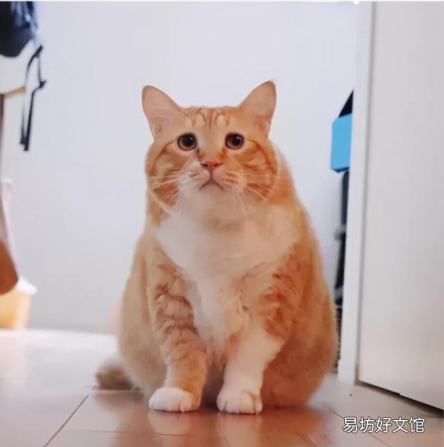 四蹄踏雪猫象征什么(四脚踏雪的猫什么寓意)