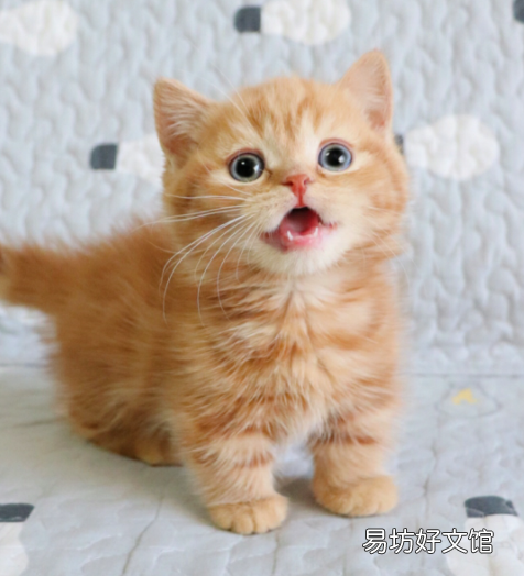 四蹄踏雪猫象征什么(四脚踏雪的猫什么寓意)