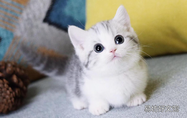 四蹄踏雪猫象征什么(四脚踏雪的猫什么寓意)