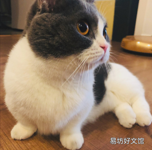 四蹄踏雪猫象征什么(四脚踏雪的猫什么寓意)