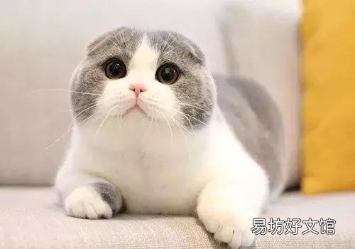 高地立耳猫寿命是多久(高地立耳猫平均寿命)
