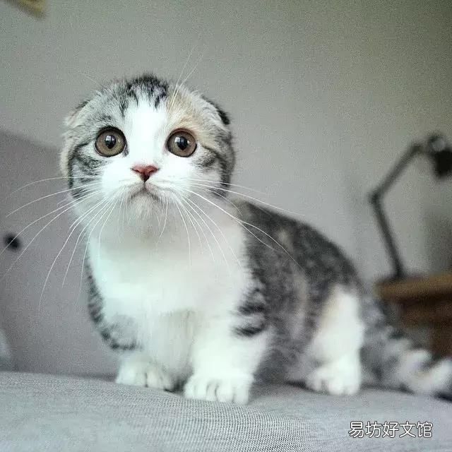 高地立耳猫寿命是多久(高地立耳猫平均寿命)