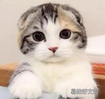 高地立耳猫寿命是多久(高地立耳猫平均寿命)