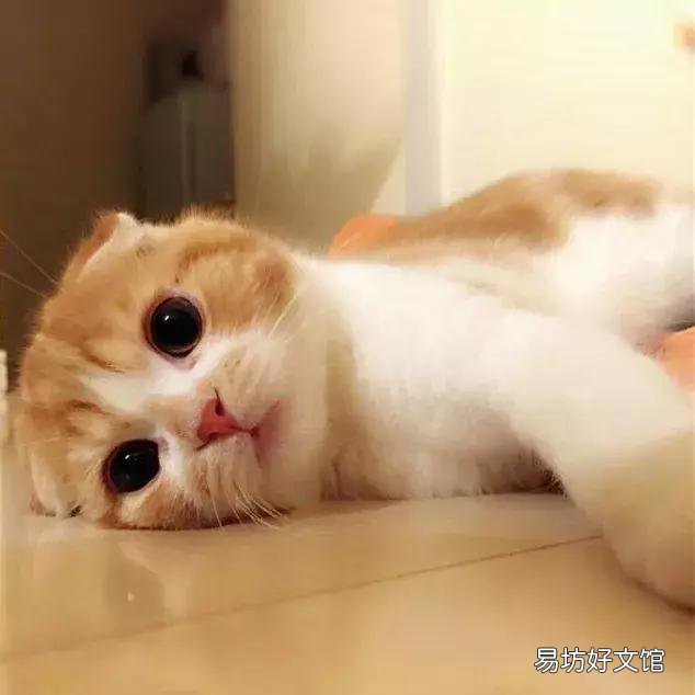 高地立耳猫寿命是多久(高地立耳猫平均寿命)