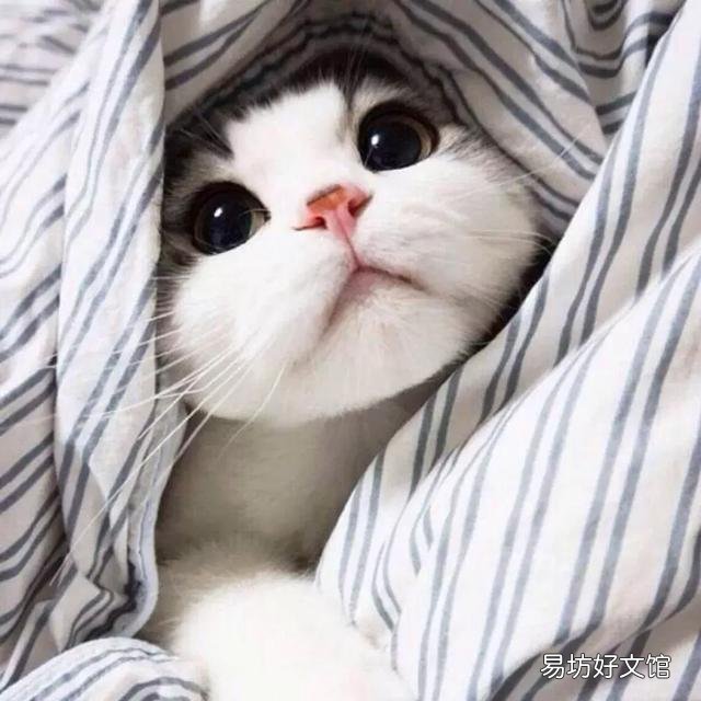 高地立耳猫寿命是多久(高地立耳猫平均寿命)