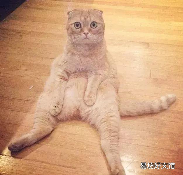 高地立耳猫寿命是多久(高地立耳猫平均寿命)