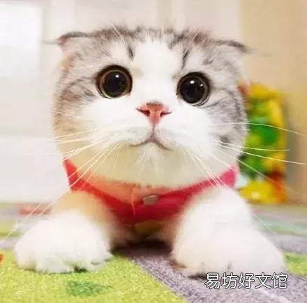 高地立耳猫寿命是多久(高地立耳猫平均寿命)