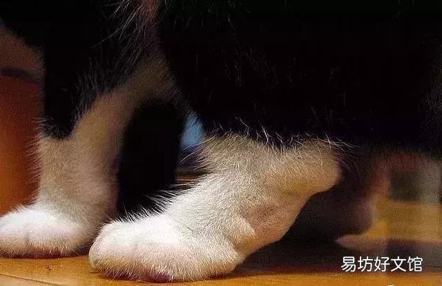 高地立耳猫寿命是多久(高地立耳猫平均寿命)