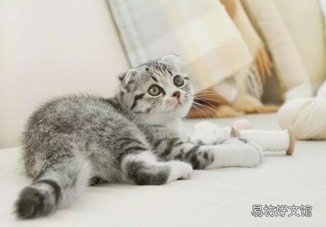 高地立耳猫寿命是多久(高地立耳猫平均寿命)
