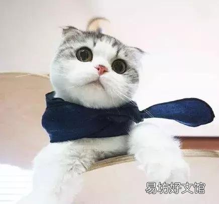 高地立耳猫寿命是多久(高地立耳猫平均寿命)