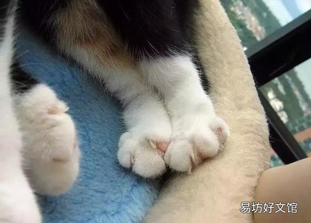高地立耳猫寿命是多久(高地立耳猫平均寿命)