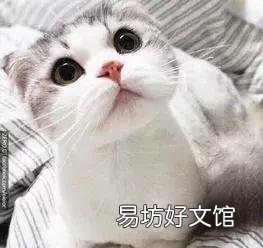 高地立耳猫寿命是多久(高地立耳猫平均寿命)