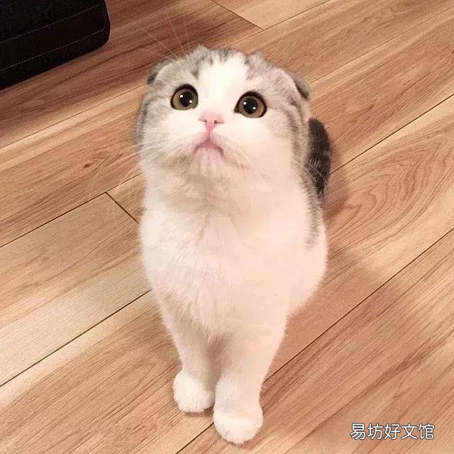 高地立耳猫寿命是多久(高地立耳猫平均寿命)