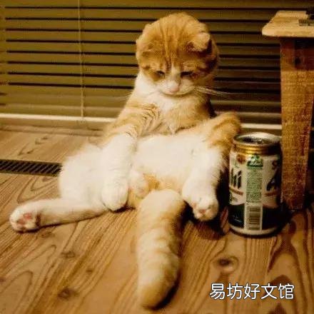 高地立耳猫寿命是多久(高地立耳猫平均寿命)
