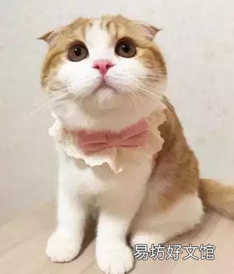 高地立耳猫寿命是多久(高地立耳猫平均寿命)