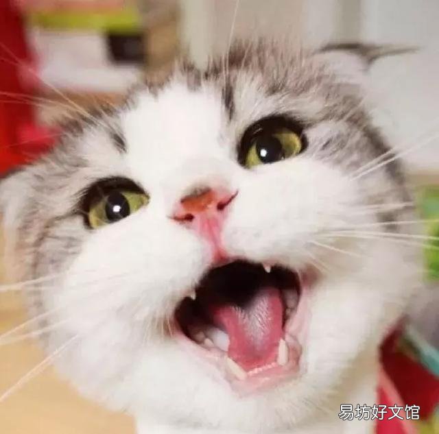高地立耳猫寿命是多久(高地立耳猫平均寿命)
