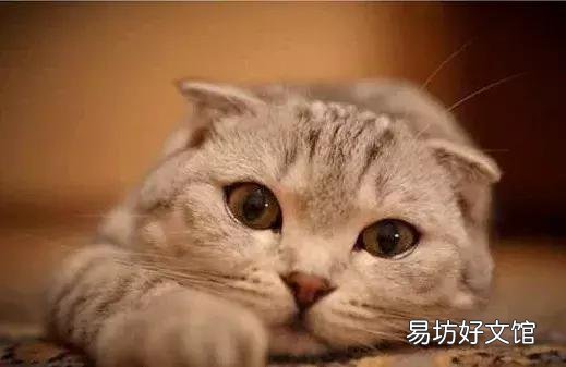 高地立耳猫寿命是多久(高地立耳猫平均寿命)