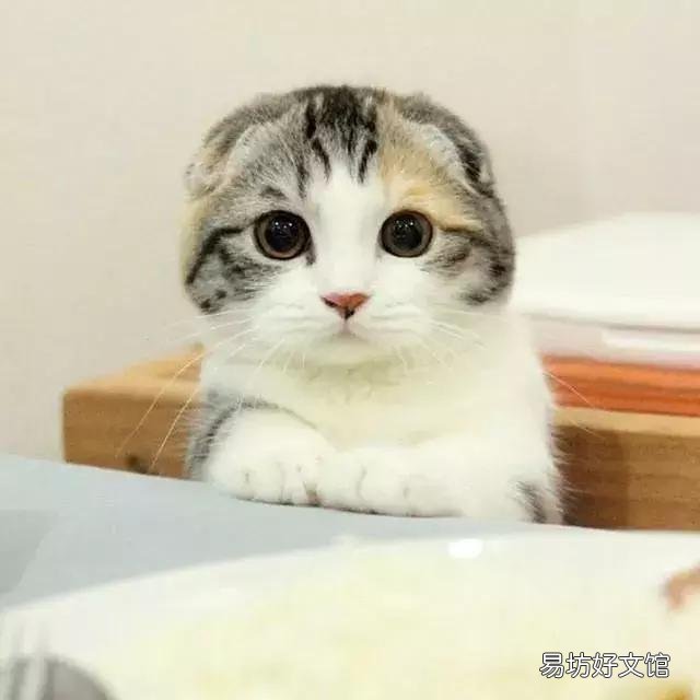高地立耳猫寿命是多久(高地立耳猫平均寿命)