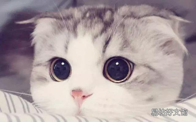 高地立耳猫寿命是多久(高地立耳猫平均寿命)