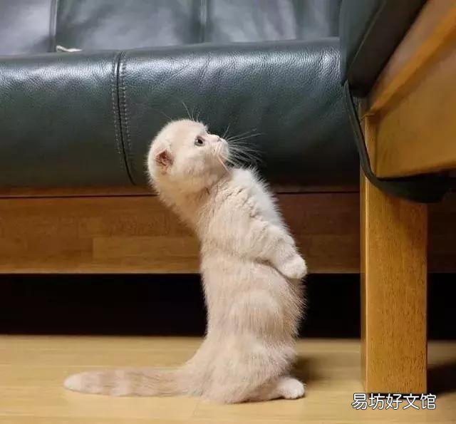 高地立耳猫寿命是多久(高地立耳猫平均寿命)