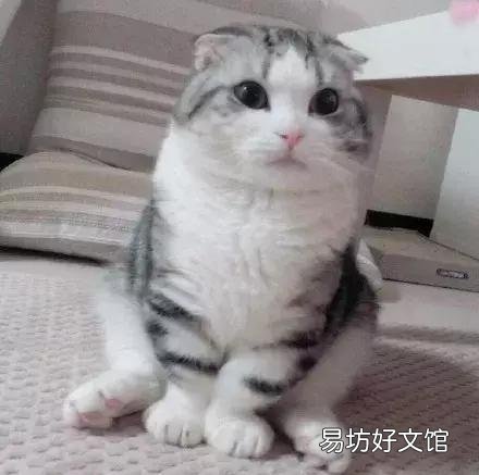 高地立耳猫寿命是多久(高地立耳猫平均寿命)