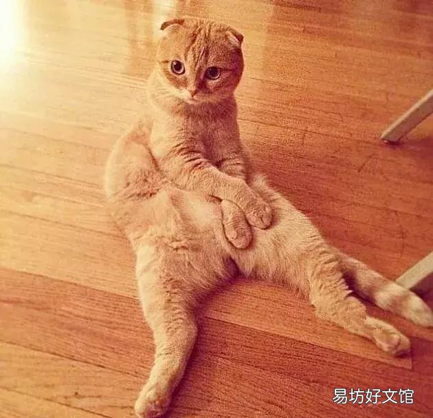 高地立耳猫寿命是多久(高地立耳猫平均寿命)
