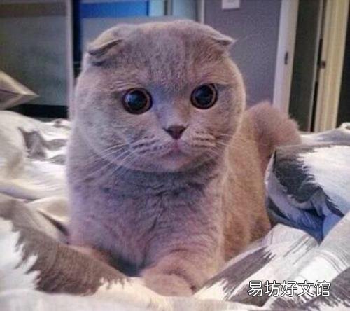虎斑折耳猫容易发病吗(折耳虎斑猫会发什么病)