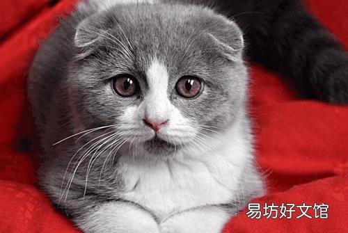 虎斑折耳猫容易发病吗(折耳虎斑猫会发什么病)
