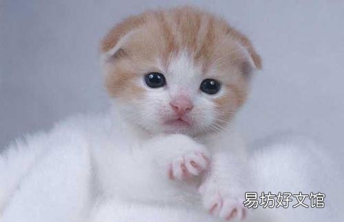 虎斑折耳猫容易发病吗(折耳虎斑猫会发什么病)