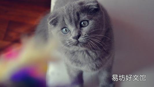 虎斑折耳猫容易发病吗(折耳虎斑猫会发什么病)