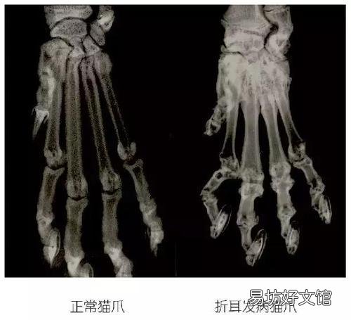 虎斑折耳猫容易发病吗(折耳虎斑猫会发什么病)