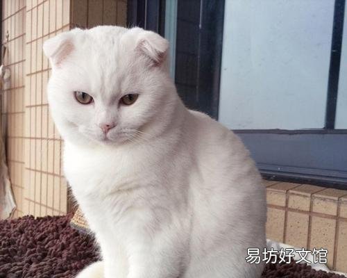 虎斑折耳猫容易发病吗(折耳虎斑猫会发什么病)