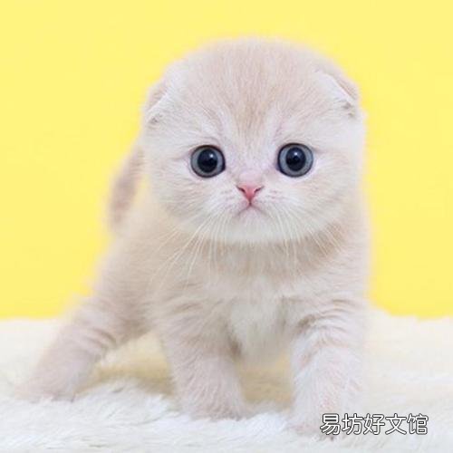 虎斑折耳猫容易发病吗(折耳虎斑猫会发什么病)