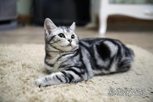 虎斑折耳猫容易发病吗(折耳虎斑猫会发什么病)