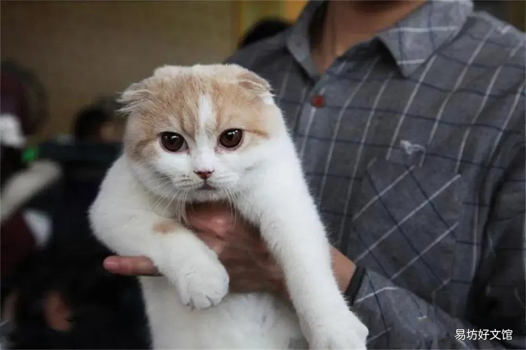 猫多囊肾能活多久(猫多囊肾还能活多久)