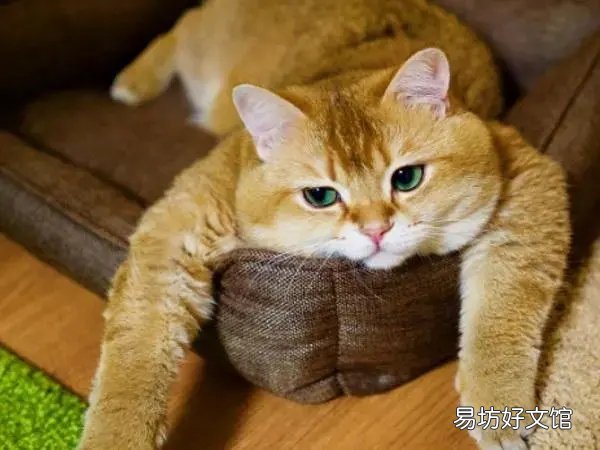 猫多囊肾能活多久(猫多囊肾还能活多久)