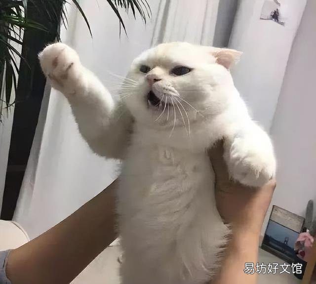 抱猫的正确姿势图解(抱猫的正确姿势图片)