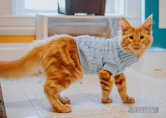 猫咪烘干箱开多少度合适(猫咪烘干一般调多少度)