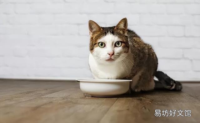 猫咪烘干箱开多少度合适(猫咪烘干一般调多少度)
