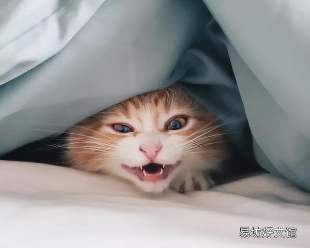 猫咪烘干箱开多少度合适(猫咪烘干一般调多少度)