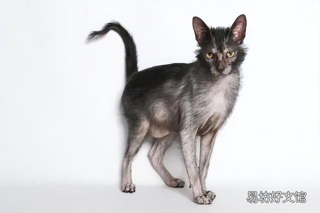 猫基因检测是查什么(猫基因检测是查什么项目)