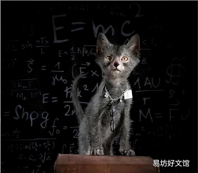 猫基因检测是查什么(猫基因检测是查什么项目)