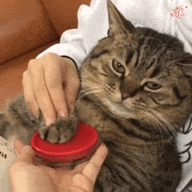 贵族猫的品种排行榜(贵族猫的品种排行榜前十名)