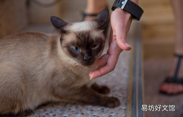 贵族猫的品种排行榜(贵族猫的品种排行榜前十名)