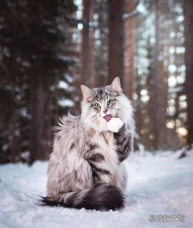 贵族猫的品种排行榜(贵族猫的品种排行榜前十名)