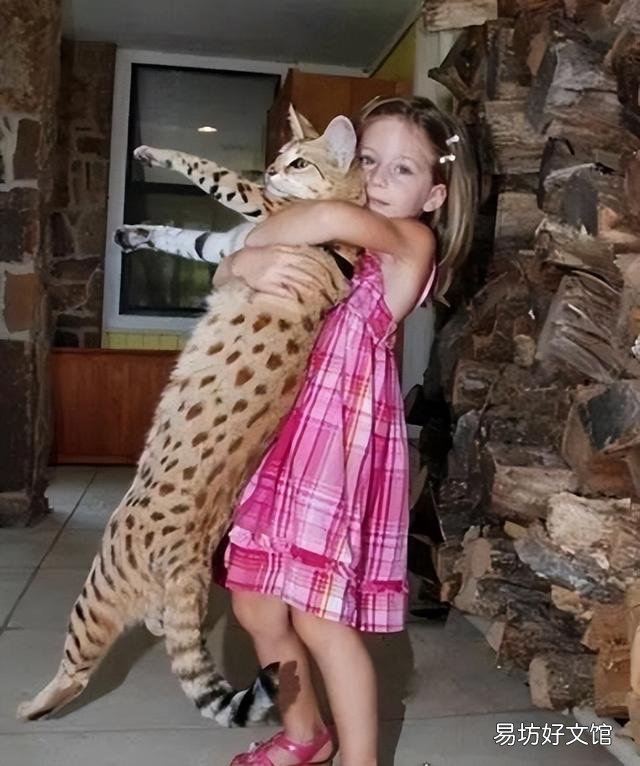 贵族猫的品种排行榜(贵族猫的品种排行榜前十名)