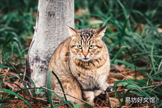 贵族猫的品种排行榜(贵族猫的品种排行榜前十名)